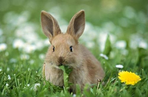 兔兔兔兔10月22日会经历2大劫难属兔人一定要沉住气