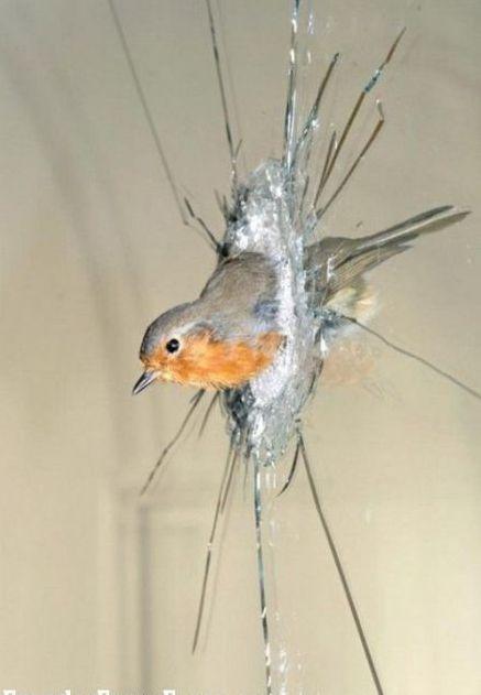 小鸟撞玻璃的风水学(小鸟撞玻璃是晕了还是死了)