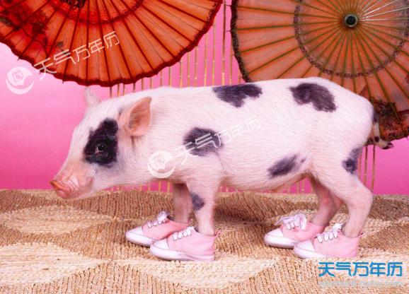 2023十二个月什么时候生娃最好 农历正月出生的猪宝宝: 立春的时候