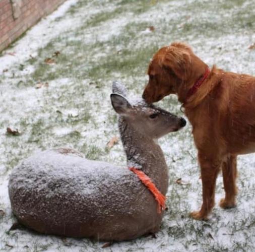 大金毛11年前救下的小鹿回来了,而且还给它带来了一个大惊喜